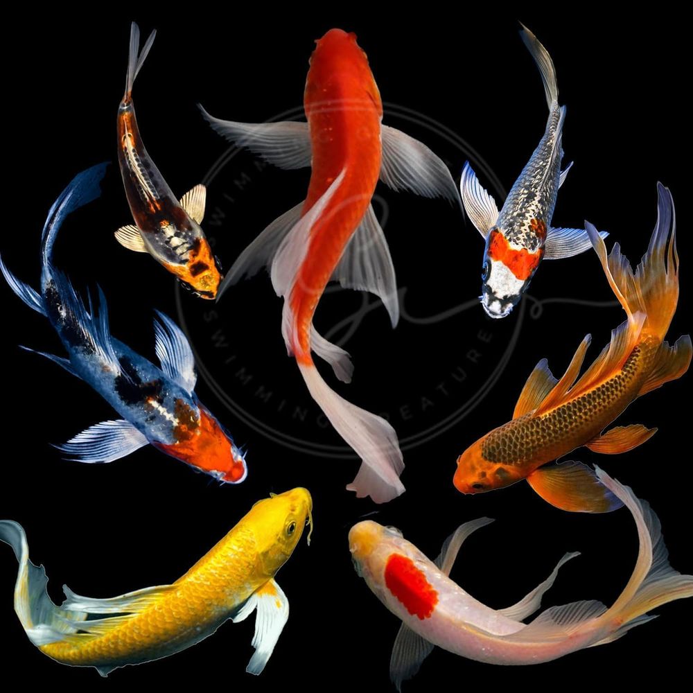 Peces Koi Vivos de Colores Sur - Aquarium Fish In Pond reseña y precio