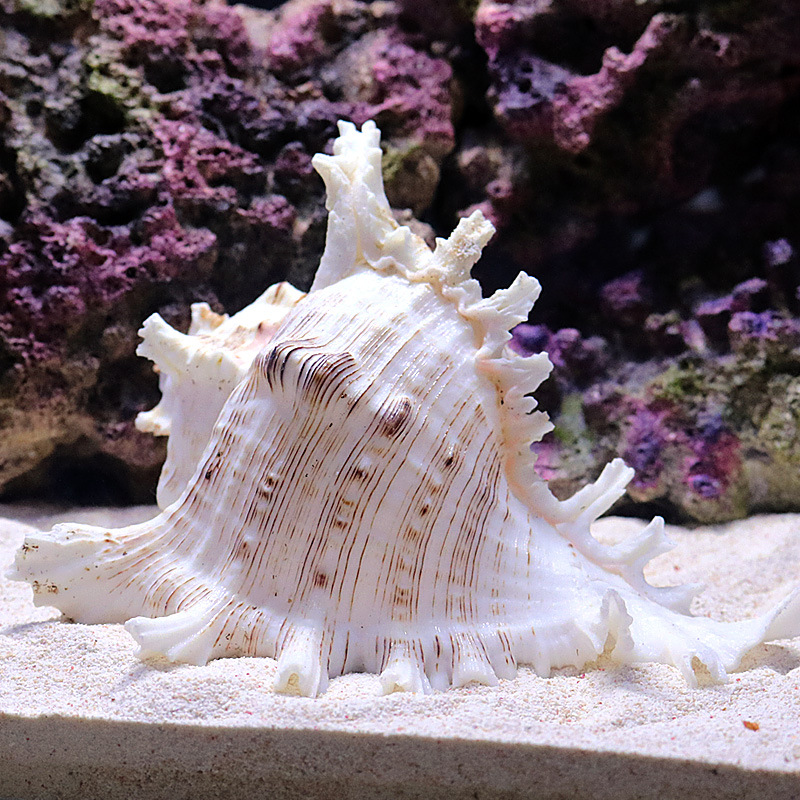 Decoración de Acuario con Cara - Aquarium Fish Of The World reseña y precio