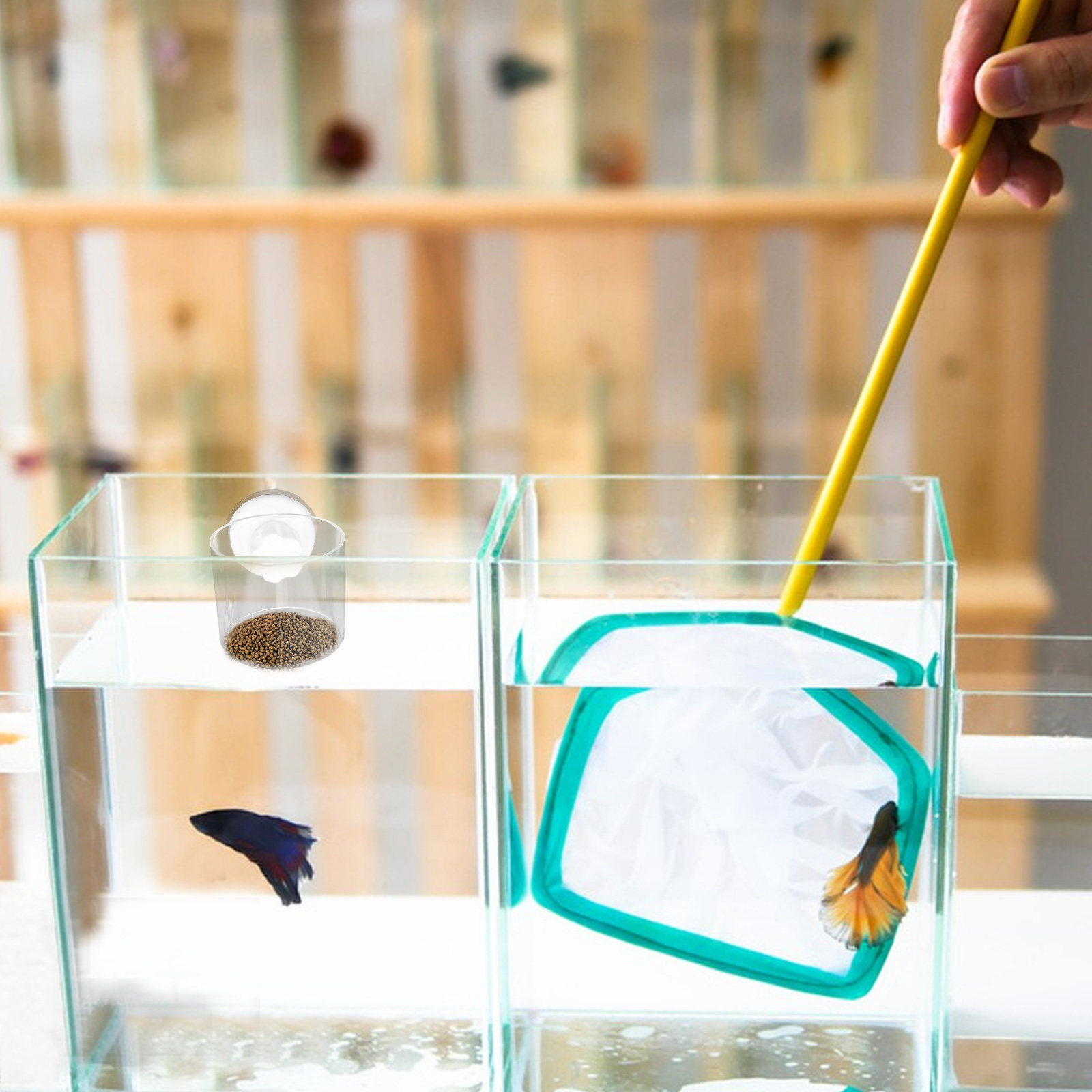 Anillo de alimentación para ac - Aquarium Fish Keeping reseña y precio