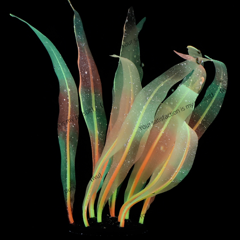 Decoración de plantas de Kelp  - Aquarium Fish Of The World reseña y precio