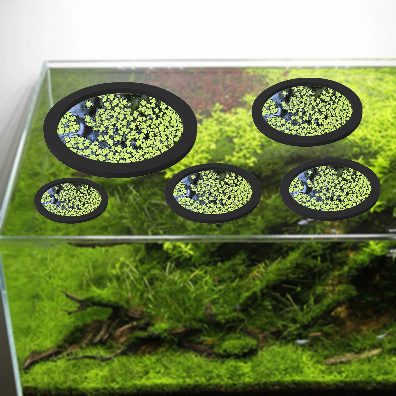 5 uds EVA anillo de alimentaci - Aquarium Fish Types reseña y precio