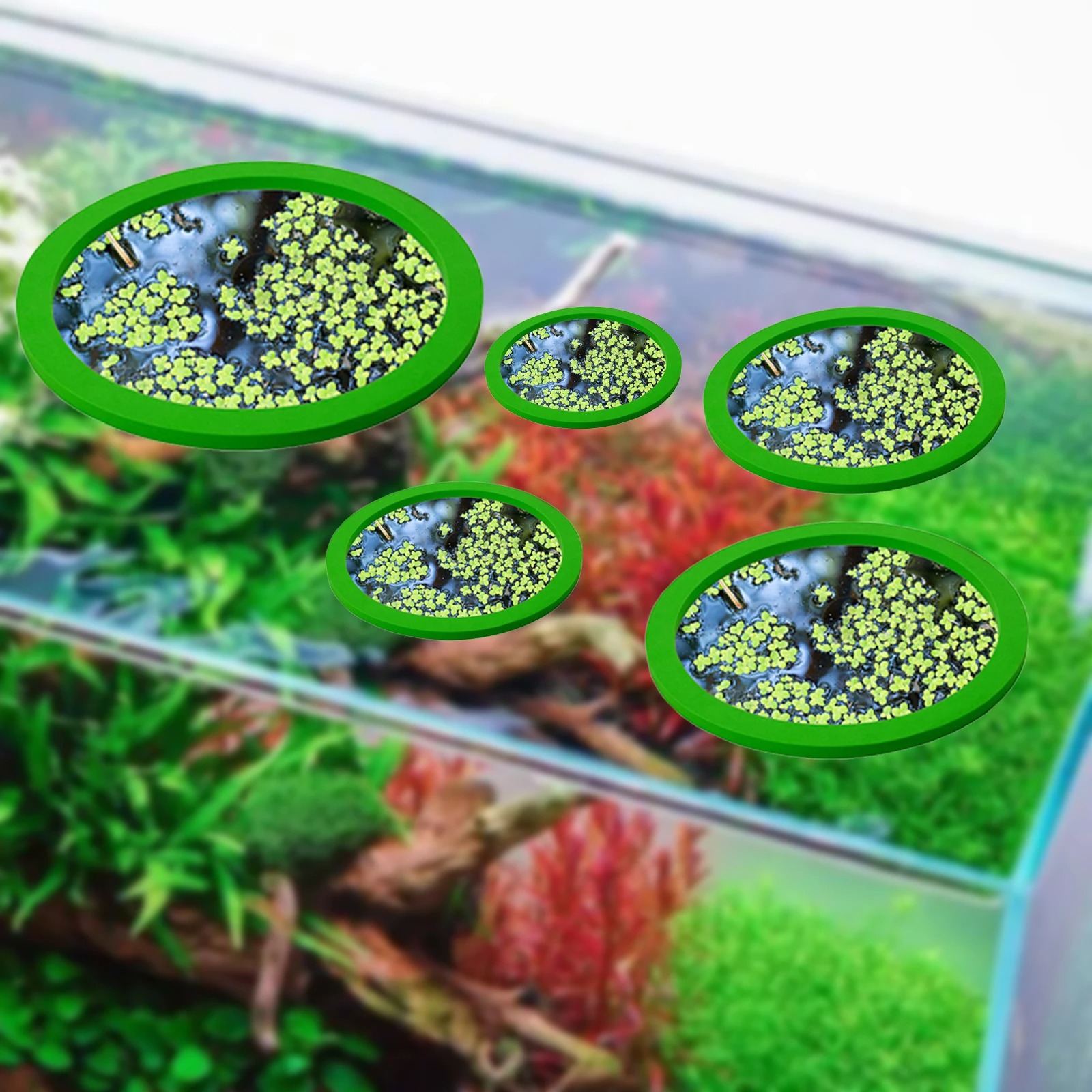 5 uds EVA anillo de alimentaci - Aquarium Fish Types reseña y precio